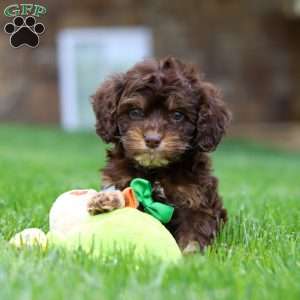 Theodore, Cockapoo Puppy